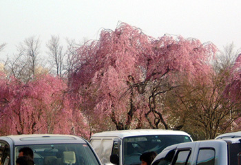 軽井沢の枝垂桜