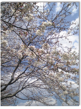 2008年の桜